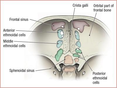 thumbs/Paranasal Sinuses.jpeg.jpg